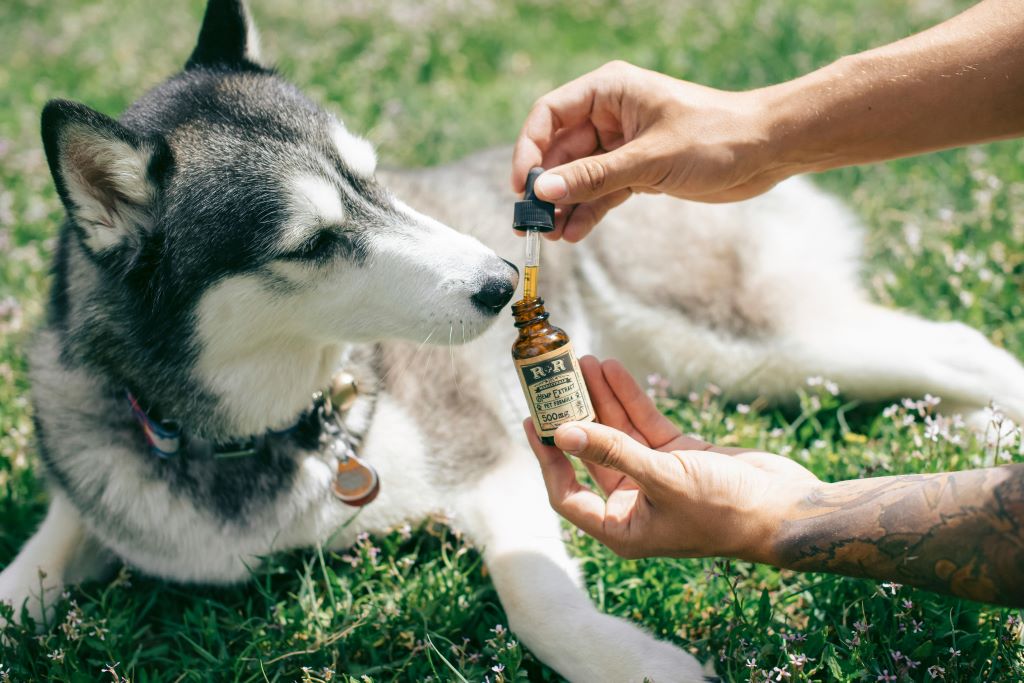 CBD Pet Products