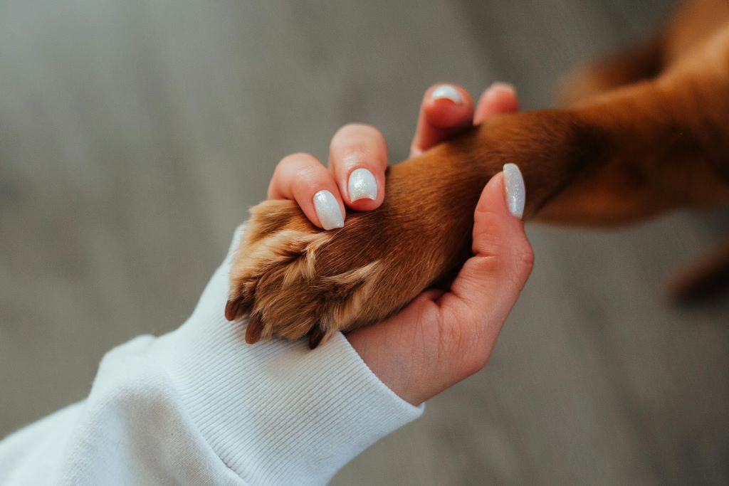 emergency pet hospital